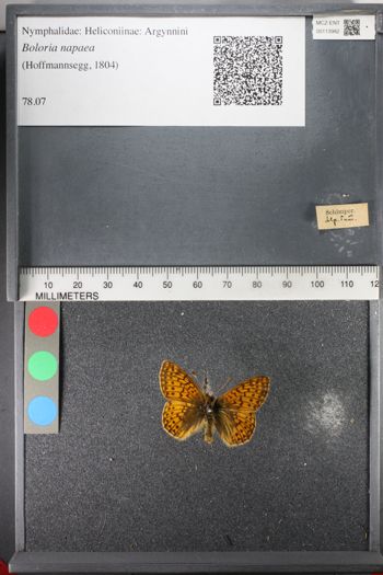 Media type: image;   Entomology 113982